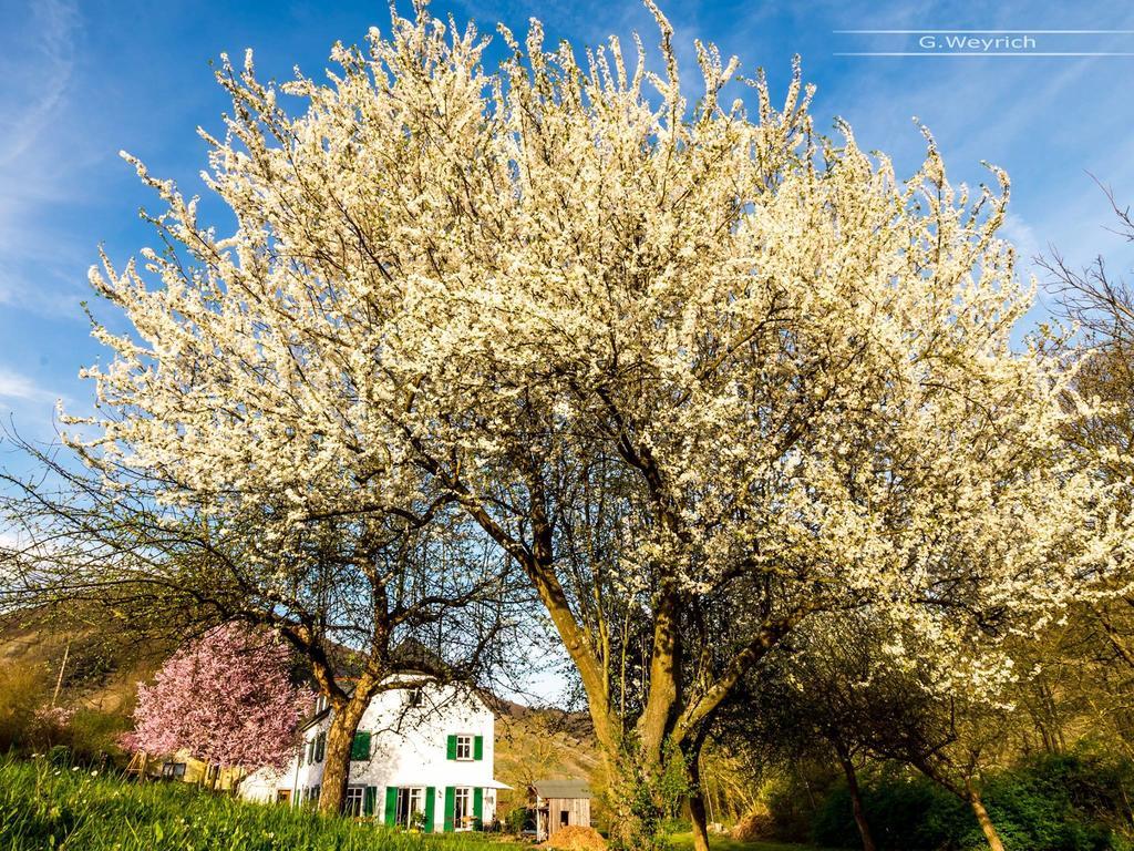 Zimmer Am Markt Traben-Trarbach Dış mekan fotoğraf